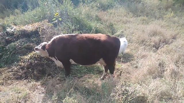 ДАЧА/КОРОВА ПРИШЛА КУШАТЬ ЦВЕТЫ/САМОЕД АЙША ХОЧЕТ С НЕЙ ИГРАТЬ смотреть онлайн