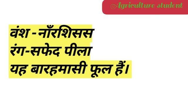 Best Agriculture| Daffodil Flowers |nargis Flowers | Daffodil Flower Blooming |Botanical Name