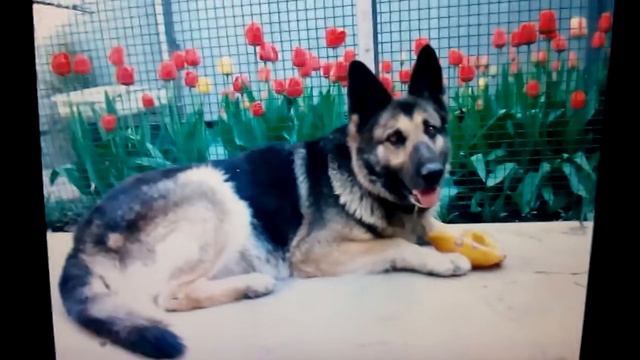 фото моих животных.:-) смотреть онлайн