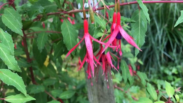 Fuchsia magellanica var. gracilis, Garten-Fuchsie смотреть онлайн