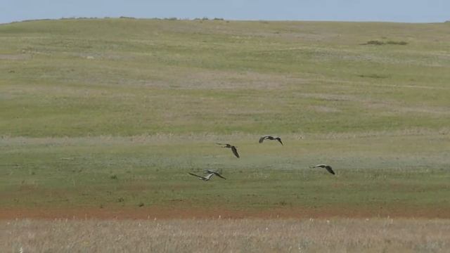 Журавль-красавка. смотреть онлайн