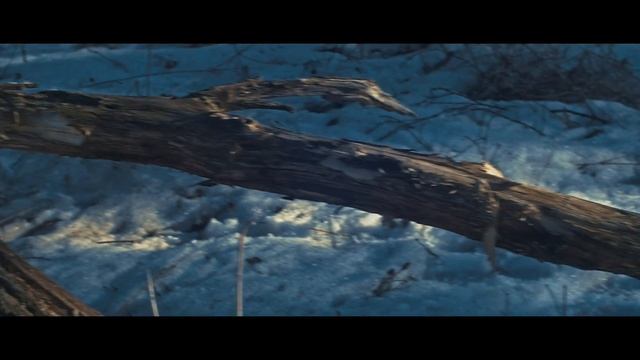 Panasonic GH4 (Cinelike D) + Helios 44 смотреть онлайн