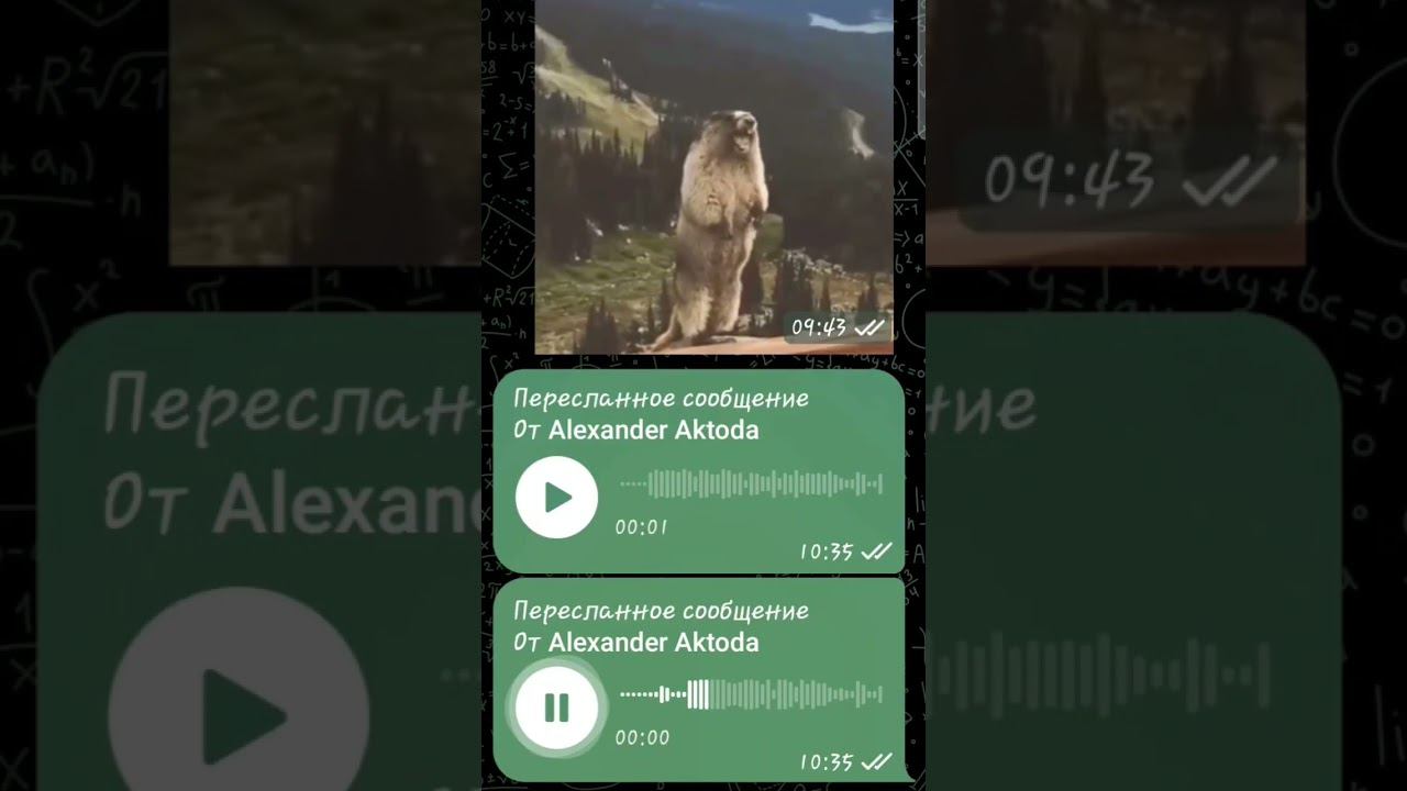 ▷Бобер орет в телеграме◁ смотреть онлайн