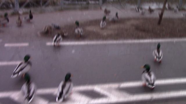 #ПтицыПодмосковья. #Чечётка(?), утки и вороны фигуристки. смотреть онлайн