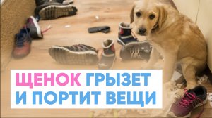 Щенок ГРЫЗЕТ мебель 🐶🪑 ЧТО ДЕЛАТЬ? Как отучить собаку портить вещи❓