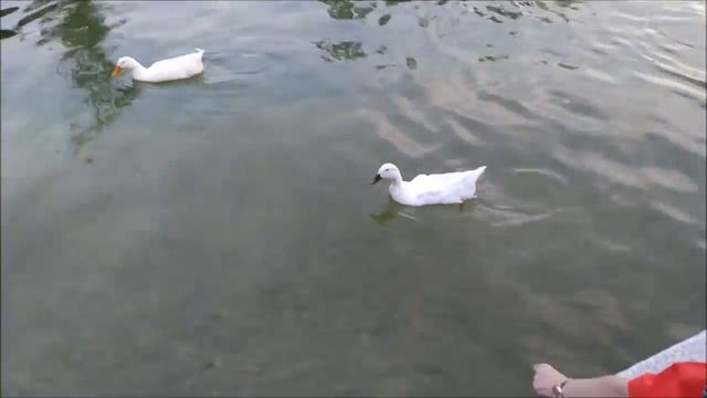 Парк Тельмана а Ташкенте. смотреть онлайн