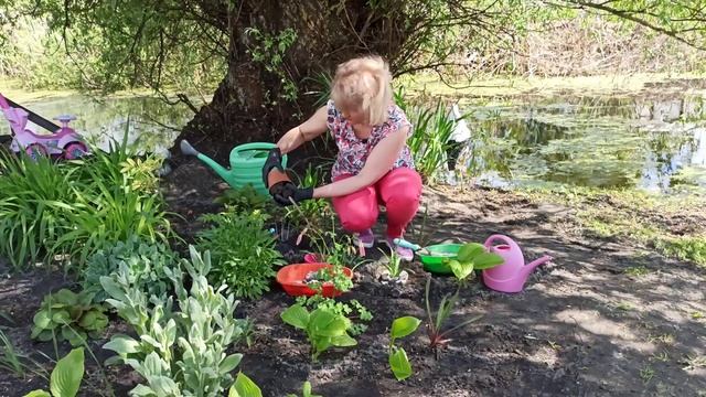 АЛОЭ. Посадка комнатных растений в открытый грунт. Как сажать комнатные растения в открытый грунт смотреть онлайн