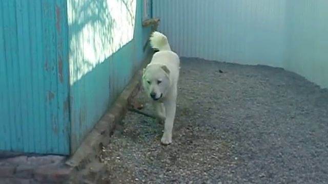 Питомник "Гордость Дарны" Раменский Гризли Овадан. смотреть онлайн