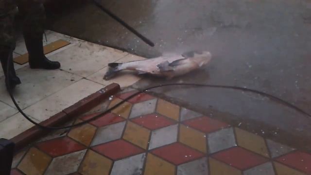 Толстолобик на 15 кг.Как быстро почистить от чешуи крупную рыбу. смотреть онлайн