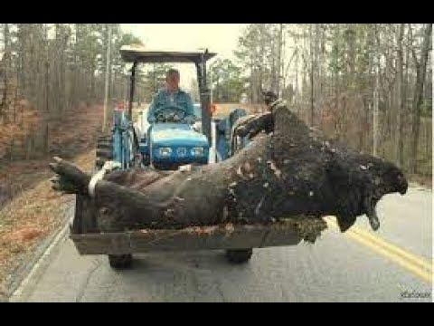 30 Самых Больших Существ, Когда-Либо Снятых на Камеру! смотреть онлайн