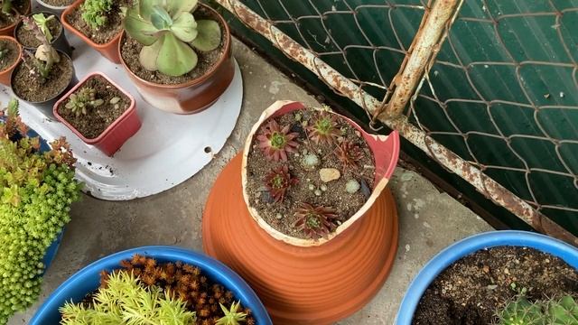 Небольшая плантация садовых очитков. 05.06.2022 смотреть онлайн