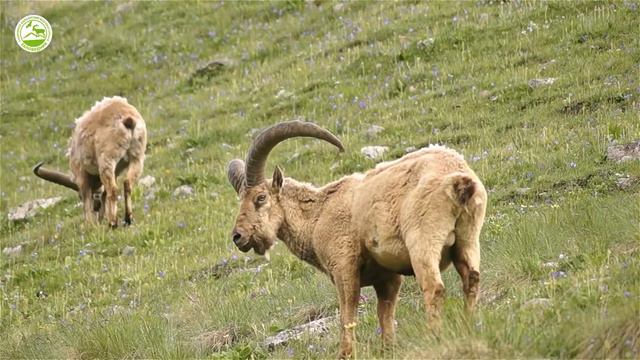 Заповедные будни смотреть онлайн