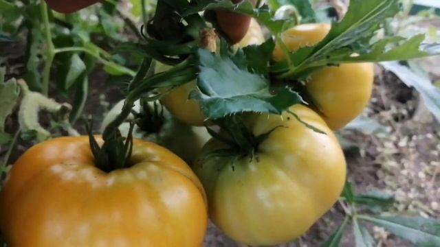 Жаркие угли, Зеленая тайна личинки, томаты в теплице смотреть онлайн