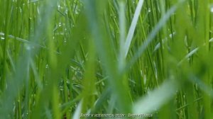 Родина  -  Песня про Родину - Красивое видео - Душевная песня