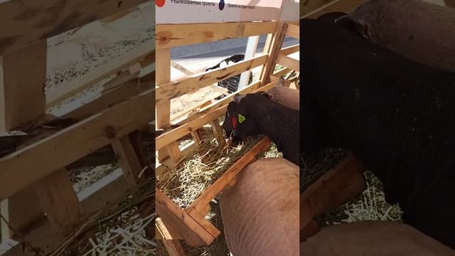 Цвартблес шароле дорсет лейстер смотреть онлайн