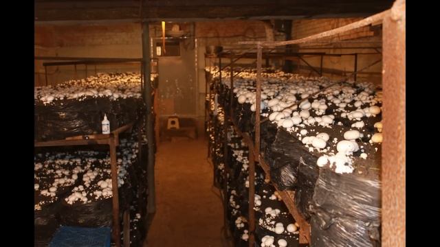 "Система туман" - БЕШЕНЫЙ УРОЖАЙ ГРИБОВ ЗА 14 ДНЕЙ!!!!!!!!!!!! смотреть онлайн