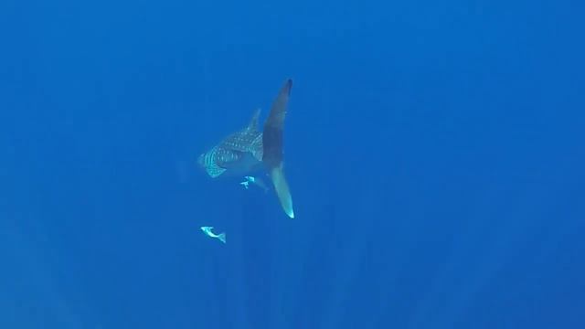 Китовая акула июль 2014 Шарм Шаркс бэй смотреть онлайн