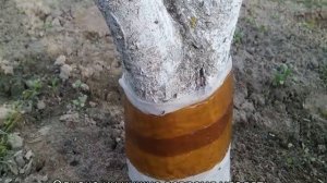 Ловчие пояса на плодовых деревьях своими руками