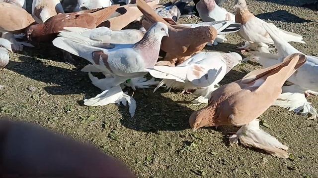 самые лучшие витамины для голубей.