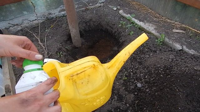 Посадка винограда на Урале в теплицу смотреть онлайн