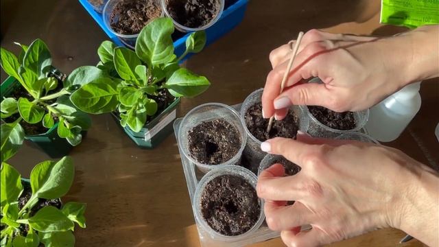 Черенкую Тайдалы. Петунии 45 дней