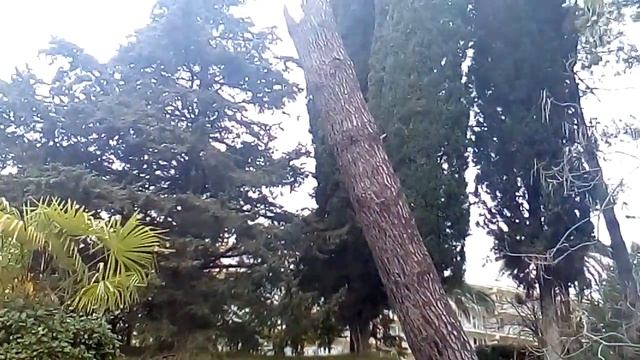 Сочи после снегопада ( Зелёная роща) смотреть онлайн