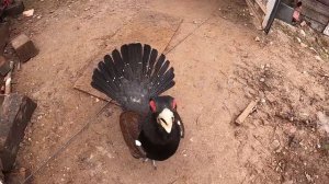 ДТ-75. Возрождение. Часть 24. Электрооборудование и модернизация пускача ПД-10. Необычная птица.