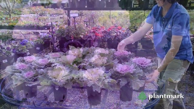 Brassica oleracea Acephala (Ornamental Kale) at Plantmark Wholesale Nurseries смотреть онлайн