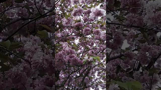 Цветущая сакура, Гаага смотреть онлайн