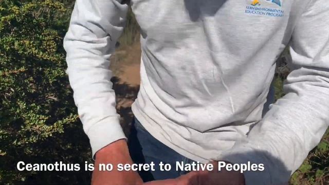 The Secret of Ceanothus смотреть онлайн