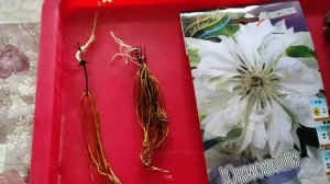 КЛЕМАТИСЫ из коробки.ОТ ПОКУПКИ до ПОСАДКИ В ГРУНТ #клематисы #цветы #посадка #лианы #весна #саженцы