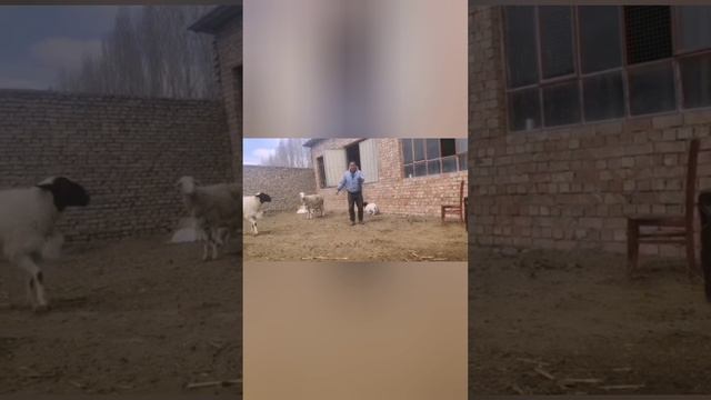 Когда хозяин задолбал .... смотреть онлайн