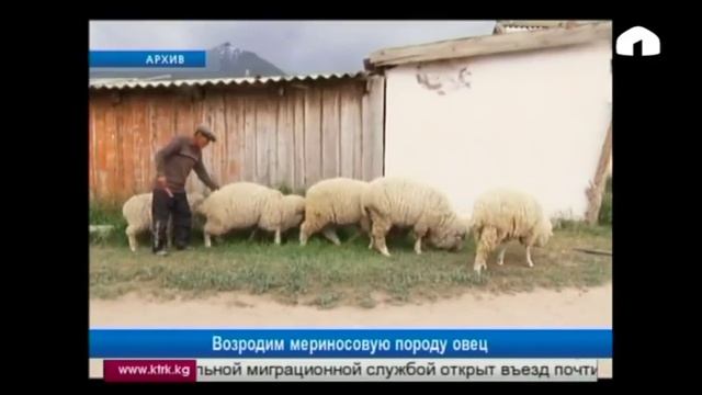 Возродим мериносовую породу овец смотреть онлайн