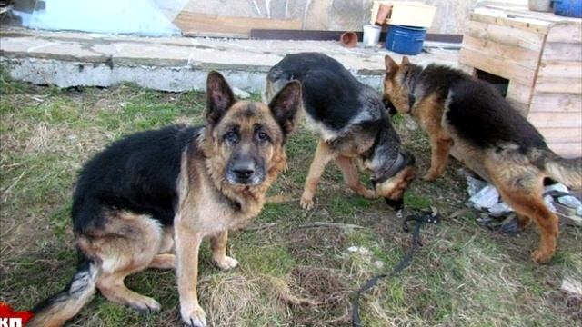 Через 7 лет после пропажи овчарки им постучали в дверь… смотреть онлайн