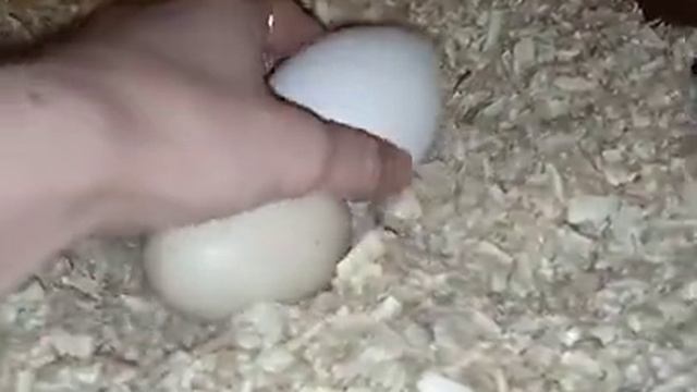 Утки и куры несутся на полу, что делать. Как приучить к гнезду смотреть онлайн