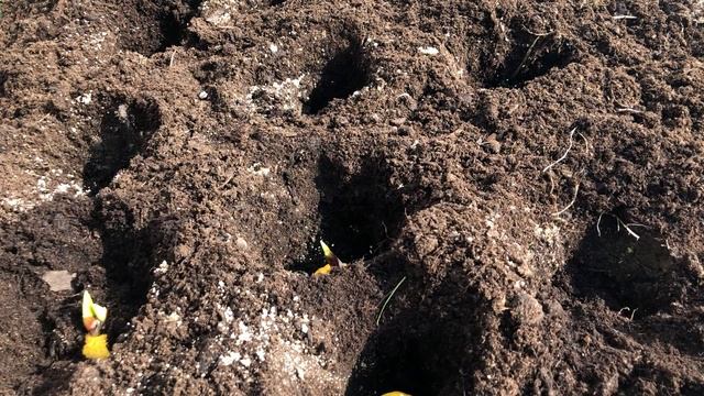 Гладиолусы от посадки до выкопки. смотреть онлайн