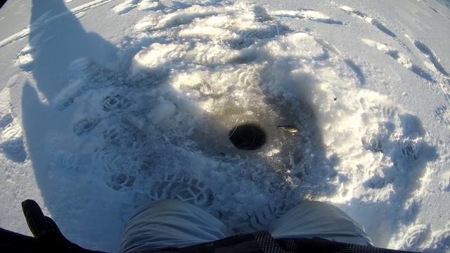 Последняя моя рыбалка на жерлицы в 2020году. смотреть онлайн