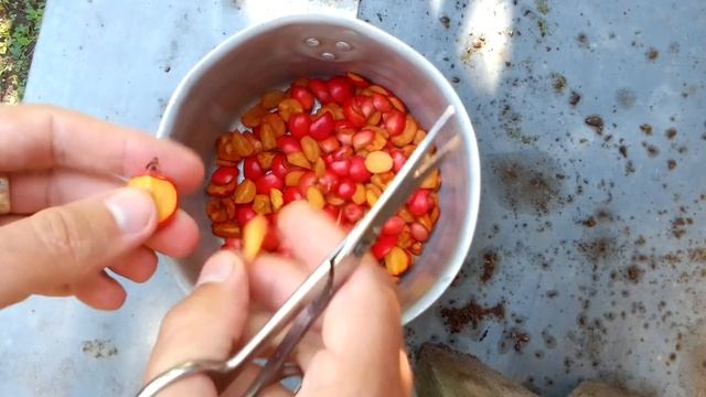 Языки и Культуры