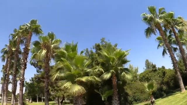 Красивые пальмы