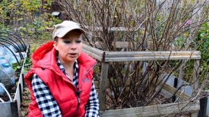 Правильная обрезка смородины. Черная смородина. Красная смородина. Омолаживаем кусты осенью.