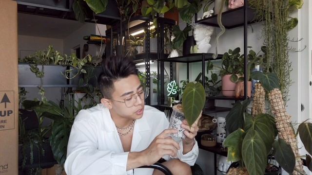 Unboxed A Giant Monster Plant!! | Thirsty Plant Unboxing Therapy смотреть онлайн