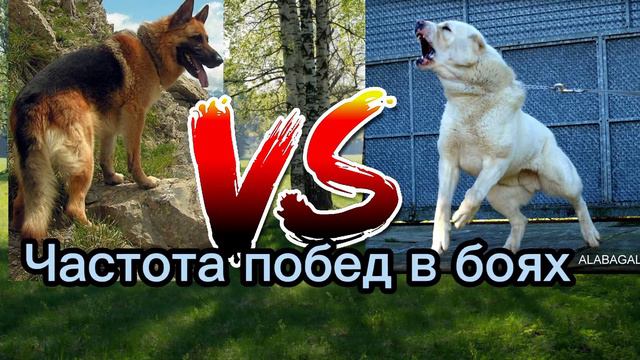 Немецкая овчарка vs алабай кто сильнее!? German Shepherd vs Alabai who is stronger !? смотреть онлайн