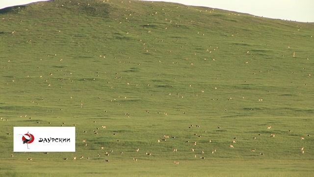 Даурский заповедник. Изучение волков смотреть онлайн