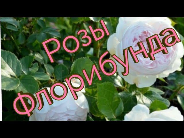Розы Флорибунда.Топ 10 сортов.Лето 2019 г. смотреть онлайн