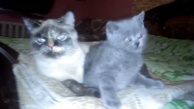 Котенок хочет какать смотреть онлайн