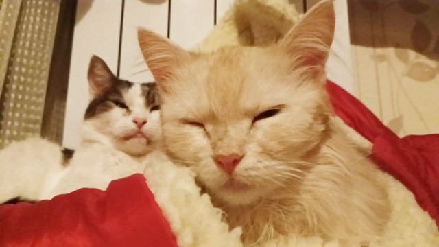 В холодные зимние вечера. Релаксация с Козей и Мусей. #сон #cats #животные #котики #relax #милоты смотреть онлайн