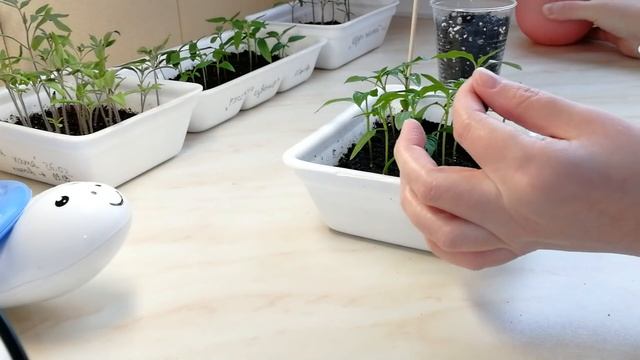 23 марта 2018 г. Пикировка ПЕРЦЕВ с Татьяной Пивкиной смотреть онлайн