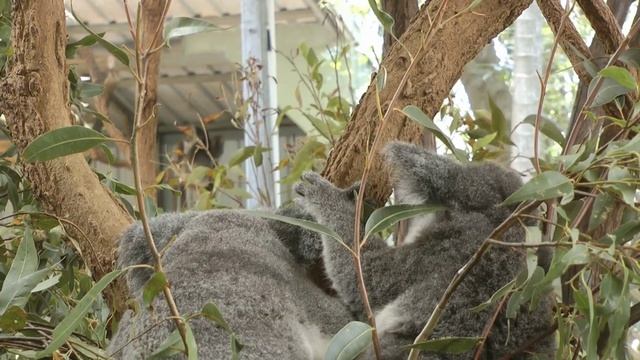 Cute Koala Bear And Relaxing Music, 4K Ultra HD | Sollunga Cassette смотреть онлайн