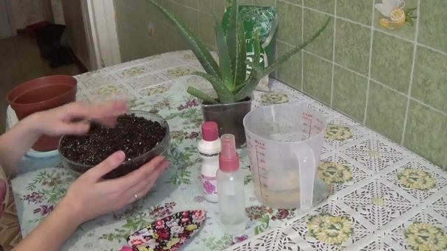 Пересадка, укорененной верхушки алоэ смотреть онлайн