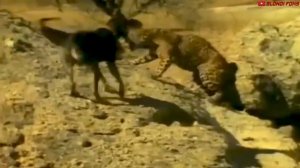 Доги стайл Dj Aligator- Doggy style Собачий стиль